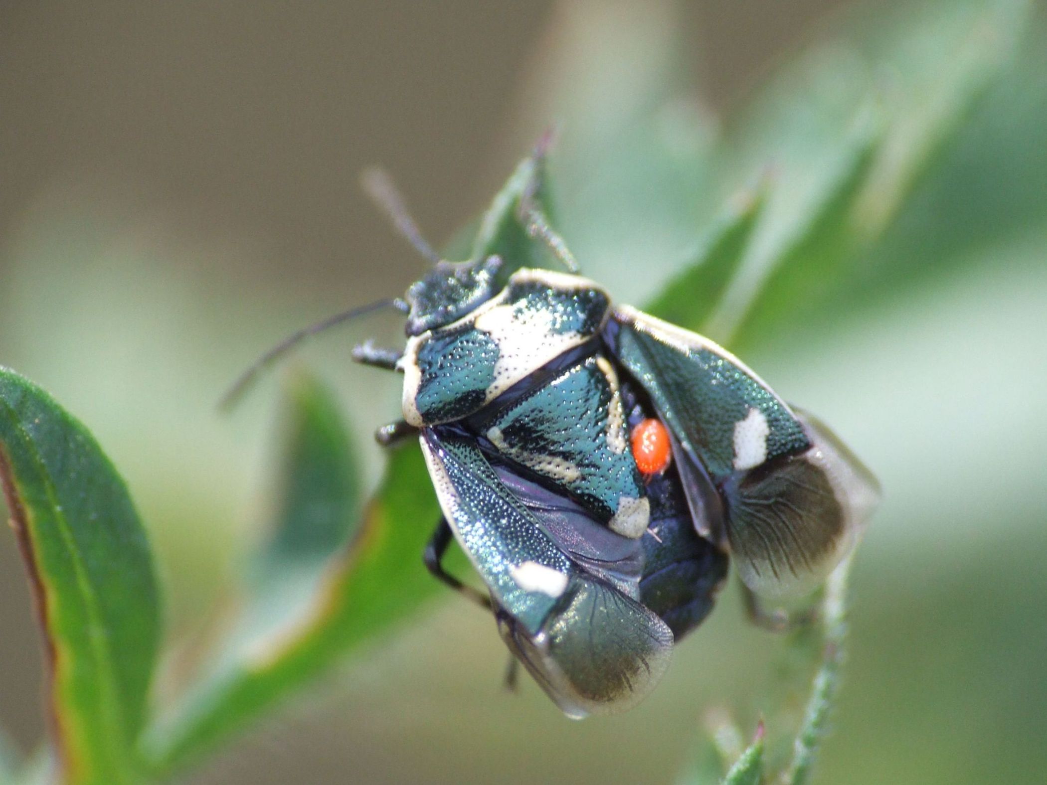 Eurydema oleracea con acaro